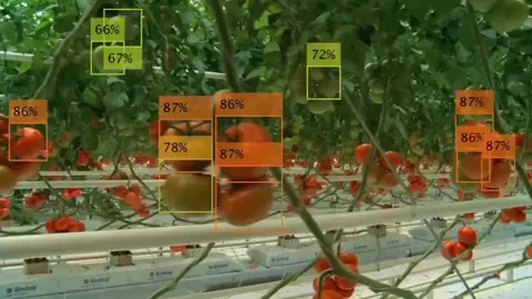 Detect and localize fruit ripeness for application in agricultural automation #opencv #computervision #AI #python #agriculture #automotive