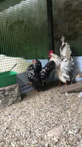 #CapCut #gatre #gaserama #gatrebactitvietnam #gatanegra #gacanh 