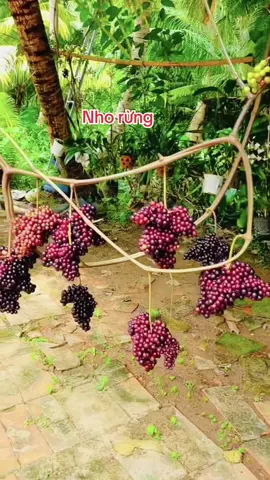 Thu hoạch nho rừng trồng tại nhà ngâm tửu☺️🍇#xuhuong2024tiktok #thinhhanhtiktok #kieuoanhgarden #nhorung #ruounho 