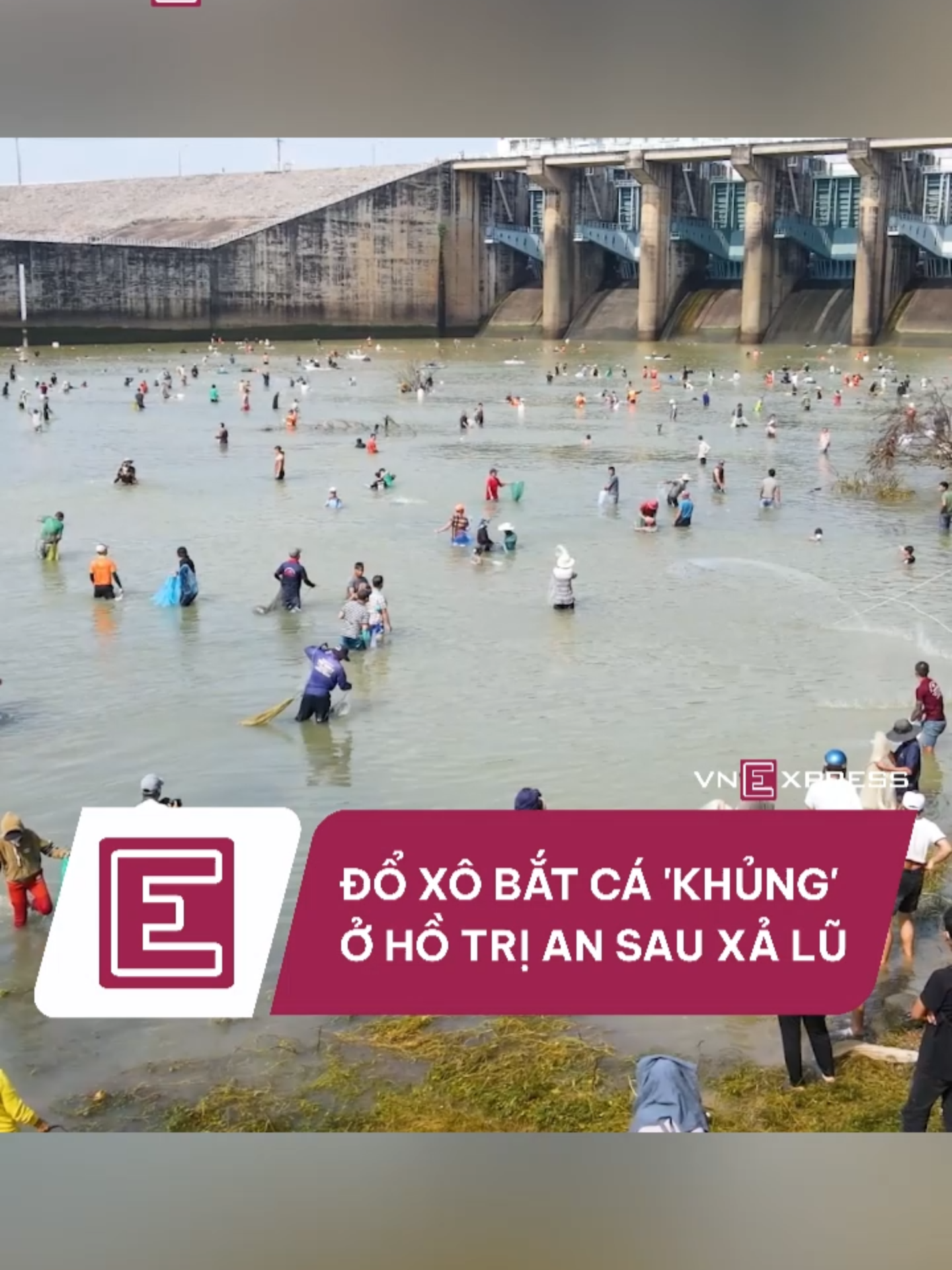 Thủy điện Trị An đóng đập sau hai tuần xả lũ, người dân đổ xô đến lòng hồ dùng chài, lưới... bắt cá tra, mè, leo, lăng trên diện tích 2.000 m2, chiều 30/9. #vnexpress #vne #tiktoknews #thuydientrian #dongnai