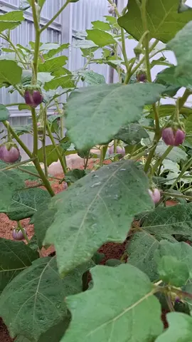 Full orrganik terong lalap ungu & hijau #berkebun #kebunmini #kebunminirumahku #kebun #minigarden #organik #kebunorganik #kebunorganic #menanam #menanamdirumah 