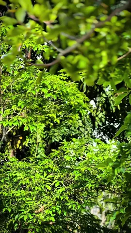 Bila lh coverset sampai guys#ysukutambunan🍻 #hitambatman🦇 #y15zrvietnam #y15zrmalaysia #fyp 