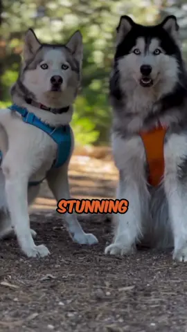 Apache & Delta  🐾Siberian husky 🧬wolf grey  🏠Owner @camphusky  If you’re interested in content like this & collaborating with us  Drop us a DM @pawpointuk ➖ ➖ ➖ #husky #siberianhuskies #huskies 