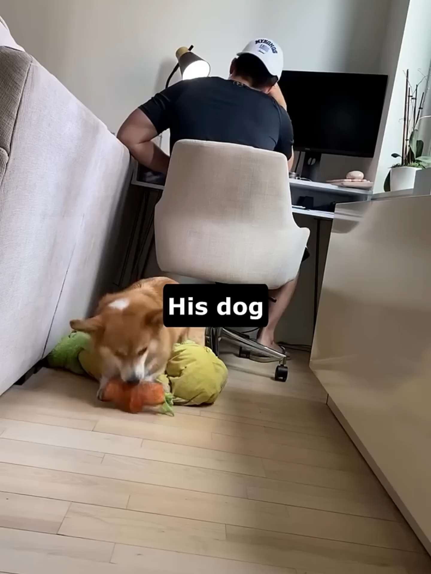 His dog wants him fired so they can play fetch🎾 #dog #dogsoftiktok #corgi #cute #work #teams (Source: IG - dash_and_furrious)