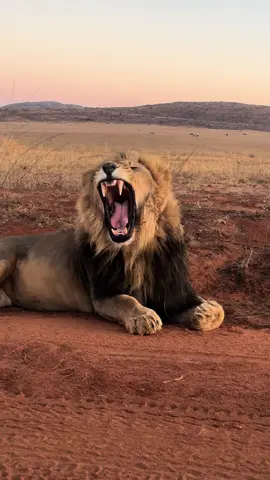 The king in all his glory #lion #king #wildlife #nature #Outdoors #africa #animals #fyp #upclose #safari #bigcat #feline 