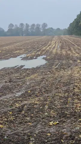 #rain #tuesday #walkingthedog #dogwalkers #fyp #country 