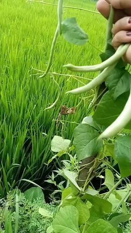 panen buncis depan rumah #panen #berkebun #asmr #gardening 