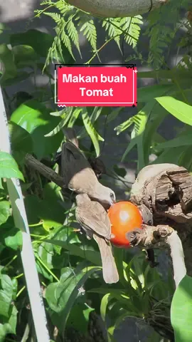 Sepasang burung trucukan liar sedang memakan buah tomat #birds #kicaumania #trucukan