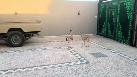 #سعد #الكفره #الزوي 