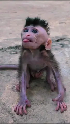 Poor monkey #monkey #monkeys #monkeydluffy #monkeyface #monkeysoftiktok #babymonkey #poor #pet #animals #cutemonkey #abandoned #sad #usa #monkeybaby #cute #wildanimals #adorable 