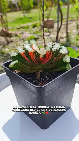 La Haworthia Truncata forma variegada red es una joya en el mundo de las suculentas. Sus hojas planas y carnosas, adornadas con tonos rojos y verdes, parecen esculpidas a mano. 🌿✨ Es una planta que destaca en cualquier colección, perfecta para quienes buscan algo único y especial. ¡Dale like y síguenos para descubrir más maravillas como esta! #haworthia #haworthiatruncata #suculentas #plantas #flores 