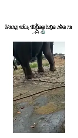 Nhờn quen #ViralBeauty #memestiktok #fyp #elephant 