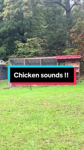 What it sounds like when a chicken lays an egg !!!! #chickens #eggs #layingegg #chickenlayinganegg #hens #rooster #chicken #farm #fresheggs #farming #farmer #farmlife #homestead #homesteading #fyp #fyppppppppppppppppppppppp 