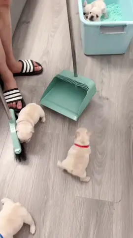 🐖🐷🐖 #french #animals #pet #frenchies #pets #PetsOfTikTok #frenchiebaby #cute #cutepet #cutebaby #pup #frenchbulldog #puppy #puppy #frenchies #puppies #puppytiktok #frenchiepuppies #dog #doggo #frenchiepuppy #doglove #fun #funnyvideo #dogsoftiktok #fyp 