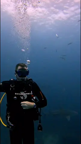 Epic Shark Dive 