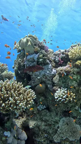 The Islands dive site in Dahab really was beautiful.  Crystal clear visibility, magnificent hard coral gardens and beautiful marine life!  🪸🪸🪸 #scuba #scubadiving #underwater #ocean #fish #scubatiktok #fy #fyp 