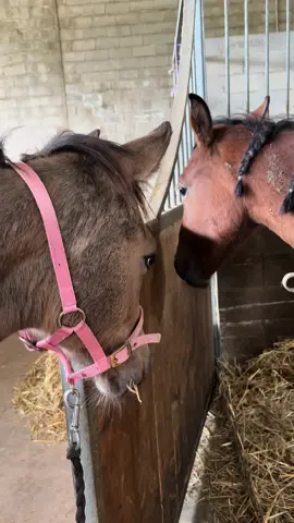 Le plus gentil des poulains : Oompa Loompa 🎀🐴 Mais Narnia ne l’aime toujours pas… 🥺 #poney #equitation #bailefanach #poulain #cheval #elevageequin #oompaloompasdh 