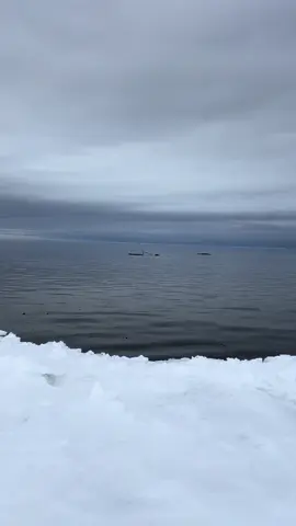 #Narwhal #WildLife