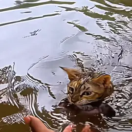this mother cat was saving her kittens from the flood, thanks to these good men she and her kittens were saved. ❤️🥺🙏 #salvandovidas #emocionante #animalrescue #seresdeluz #catsoftiktok #resgateanimal #animals 