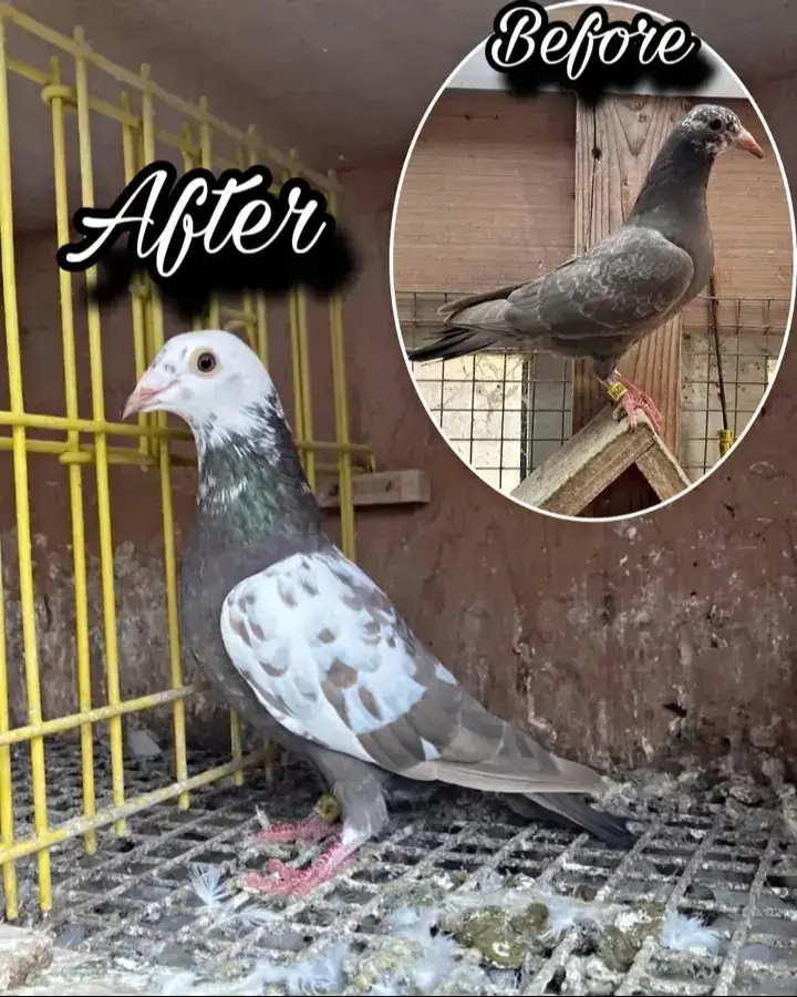 #reels #fyp #kalapati #kalapatids #pigeon #followers #kalapatidsph🇵🇭 #