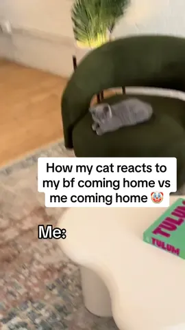 How my cat reacts to my bf coming home vs me coming home 🤡 #catmomlife #britishshorthair #catreaction #catmeme #catattitude #kittens #catchallenge @Doron The Cati @zachsheinman 