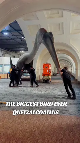 #dino  #museum  #nature  #naturalhistory  #jurassicworld #foryou