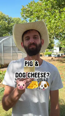 Why don’t we have pig, dog or whale cheese? 🧀🤔 I mean if all mammals produce milk, wouldn’t it make sense that we’d have more cheese options than cows, sheep and goats? I did some digging and in in order for an animal to make good cheese you need the following:  🔬 Milk composition - in order to make cheese you need the right balance of protein and fat 💪🏼 🥛 Milk quantity - some animals may have the right composition, but good luck getting enough milk from a dog to make cheese 🤪  😳 Milking ease - even if an animal has the perfect composition and great teats, it doesn’t mean they want to be milked 😅 have you ever tried milking a cat? I didn’t think so…  Because cows, sheep and goats check all three of these boxes nicely they are the main cheese options available!  Have you ever tried cheese made from any other mammal?? 🧀  #cheese #cheesy #dairy #cheeselover #goatcheese #dairyproducts #funfact #funfacts #DidYouKnow #food #Foodie #foodblogger #foodfacts #Science #milk #milkshake #milking #dairyfarm #dairyfree #mammal #animal #animals #livestock #fact #farm #pets #dog #cat  #FoodTok #foodietiktok #foodtiktok #dairytok #farmtok #farmer #shilohfarm 