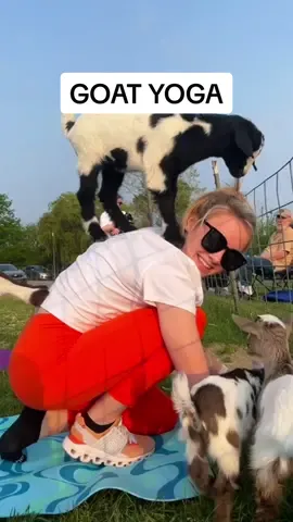 If you need a good laugh its 100% worth it!! @Kali Ferguson we need to do this again!! #fyp#foryou#fypシ#goats#goatyoga#yoga#yogawithgoats#funny#yogagirl#fun#besties#yoursign 