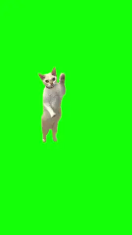 cat dancing in front of glass #greenscreen #greenscreenvideo #cat