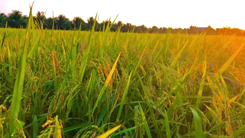 Cảnh miền quê mà soun nhạc này chill quá  #chill #nhacchill #nhachay #binhyen #chillmusic #videoviral #trendingvideo 