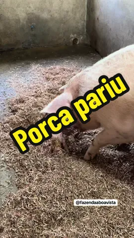 A porca Bianca pariu hoje  #leitao #nascimento 