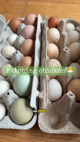 I always wanted to hatch chickens…so I made it happen. In 3 weeks, we’ll have 22 baby chicks!🐣 If you remember when we hatched ducks…the farmer actually mistakenly gave me duck eggs, and in that moment I knew I still wanted to make my dream of hatching baby chickens come true (even though the ducks were AMAZING).  SO…we’re going to incubate the eggs and once they hatch we’ll raise the chicks for 7 days, and then bring them back to the farm to live out the rest of their lives in nature. And don’t worry…these chicks are NOT meat birds. They are strictly farm birds. So there will be NO chickens harmed in this amazing process! That was the most important part to me - that no chick gets harmed and that the babies live amazing lives at the farm after hatching.  We’ve got a variety of eggs…from: - D’uccles - a bantam mini breed from Belgium with feathered legs. - Silkies - a bantam breed with dark skin from Asia and are said to look like penguins. - Cochins - a bantam breed with yellow tints and feathers down the leg also from Asia. - Seremas - the smallest breed of chicken in the world from a tiny egg and has bare legs. - Polish chicks - a tuft on the head with light caramel colour and no feathers on the leg, also looks like Elvis! - Golden laced wyandotte - a bantam bird from a light brown egg, stunning feathers of copper with dark lacing or trim! So if you’re as excited as I am..stick around for the journey to witness the beautiful life cycle of a chicken! This will bring me closer to my dream of owning a farm. 💚🐣 #chicken #farm #eggs #breakfast #excited 