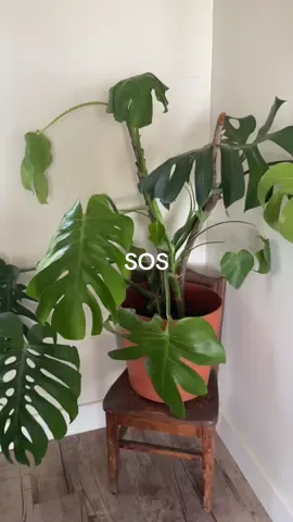Where are my plant people? Should I repot again? Is she doomed? Should I cut and prop her? Help! #monstera #plants #plantsoftiktok #planttiktok #indoorplants #help 