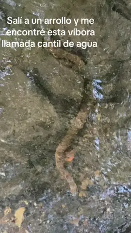 #cantil de agua 