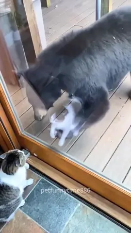 🤣🤣#funny #foryou #fpy #cat #funnycat #catlover 