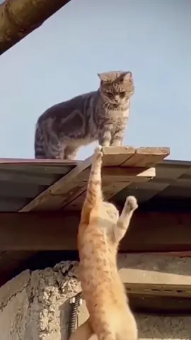 Long Live the King! #thelionking #mufasa #scar #cats #catsoftiktok 