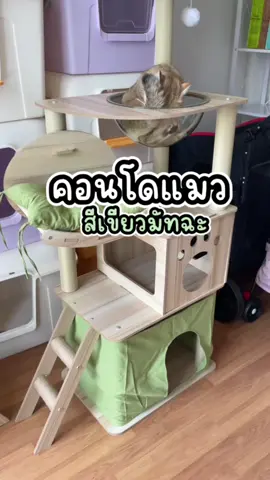 บอกต่อ! คอนโดแมวที่ถูกใจสายมินิมอล🍃🍈 รุ่นนี้สูงถึง 150cm มีหลุมอวกาศ เบาะนุ่มนิ่มหมุนได้ ฟังก์ชันครบบ!! #เคล็ดลับสัตว์เลี้ยง #คอนโดแมว #คอนโดแมวสวยๆ #คอนโดแมวมินิมอล #ของเล่นสัตว์เลี้ยง #ทาสแมว #petparadiseth 