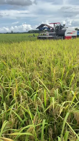 panen🌾🌾 #padimapan05 #padi #padisawah #abdya #fyp 