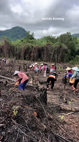 Tanam padi diladang #tanampadi #hutankalimantan #dayakkalimantan #foryoupage #viral_video 