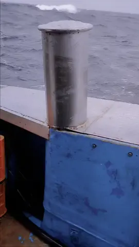 #fyp #fishingkorea🇲🇨🇰🇷 #pmikorea🇮🇩🇰🇷 #pejuangwon🇰🇷🇮🇩 #junapejejuhallim🇰🇷 #fypシ゚viral