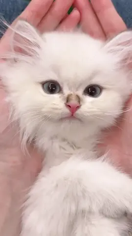 Beautiful cat ❤️ #cutepets #lovecats #cutest #catsoftiktok #usa_tiktok #viralvideo #fyp #foryoupageoffical 