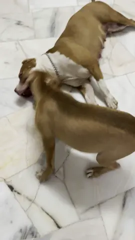 Female Pitbull Puppy Available, For More Details Pulanam Me☺️#Ladybossbandog #Lbb #bandog #doglover #pitbull #pitbulllove #dogoftiktokviral #viral #malaysia #kuantan #bandogirls👹 #pitbulls_official #fyppppppppppppppppppppppp #pitbullsoftiktok #fyp #xxlbully #pitbulls #puppylove #sale @BHK Kalaiselvan Gaveran @Rolexthepitbull @Ssvkennelservices25 @twentyeight pets 