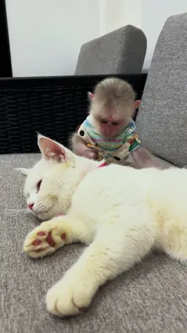 Monkey Icy loves to play with Big Cat 🐈😺🐒🐵  #monkeys  #baby  #animal  #animallover  #monkey  #cats 