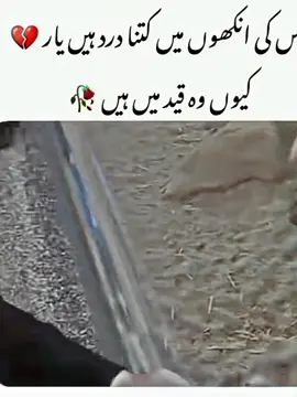 💯 TRUE 🤷👀#animal #emotional #hearttouching #unfreezemyacount #viwesproblem😌🙏💔 #growmyaccount #viral_video #foryou #foryoupage 