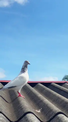 Na Seththu Polachavan✨🔥 #44kalliya #pigeonlovers #100kviews #viral #timmingpigeon #wattalapigeonclub 