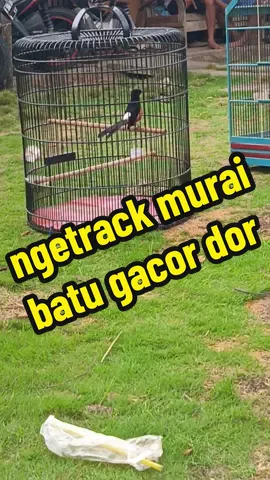 ngetrack / tempelan murai batu pastol #muraibatuindonesia #kicaumanianusantara #muraibatumedan 