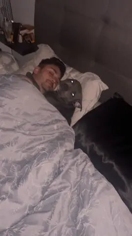 Replacement stage begins.. walked into this 🫠 #bentleythebluestaffy #bluestaffy #englishstaffy #puppies #staffysoftiktok #fyp #staffy #fypシ゚ #staffypuppy #fypシ゚viral #staffylife #puppybedtime 