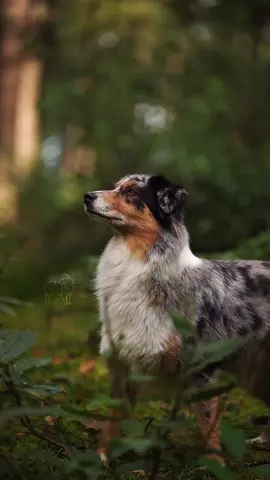Would you rate your dog as a good example of the breed?  | urgg shes so pretty😭😭 #aussie #australianshepherd #videography #slowmo #sony #yuki #sportdog 
