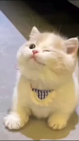 cute kitten #funny #tiktok #pet #cat #pet #tiktok 