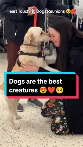 Dogs are the best creatures 😍❤️ #dog #doglovers #dogsoftiktok #puppy #reunion #reunited #emotional #crying #heartwarming #hearttouching #heartmelting #happytears #tearsofjoy #reaction #wholesome #fyp #foryou 